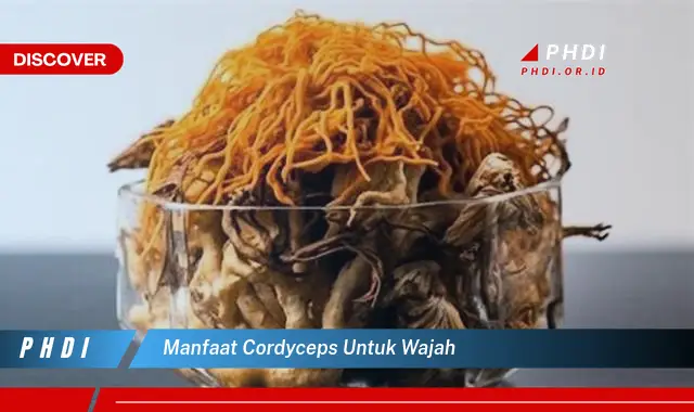 manfaat cordyceps untuk wajah