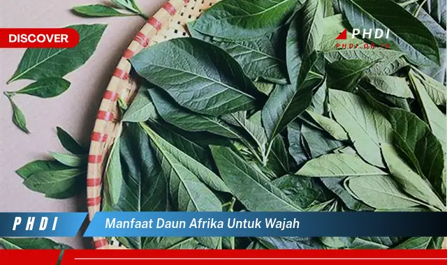 manfaat daun afrika untuk wajah