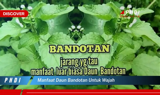 manfaat daun bandotan untuk wajah