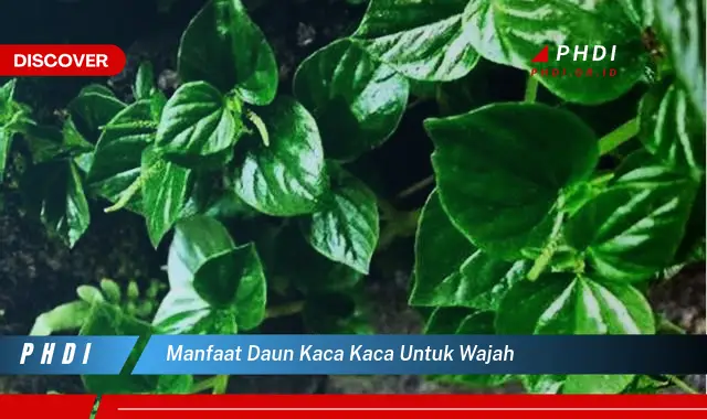 manfaat daun kaca kaca untuk wajah