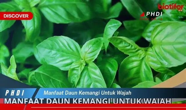 manfaat daun kemangi untuk wajah