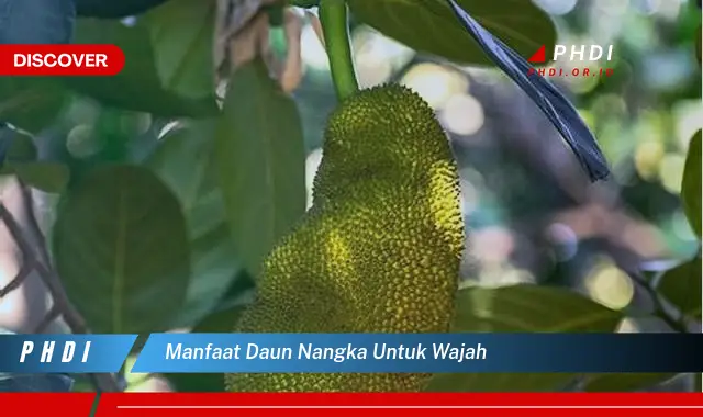 manfaat daun nangka untuk wajah