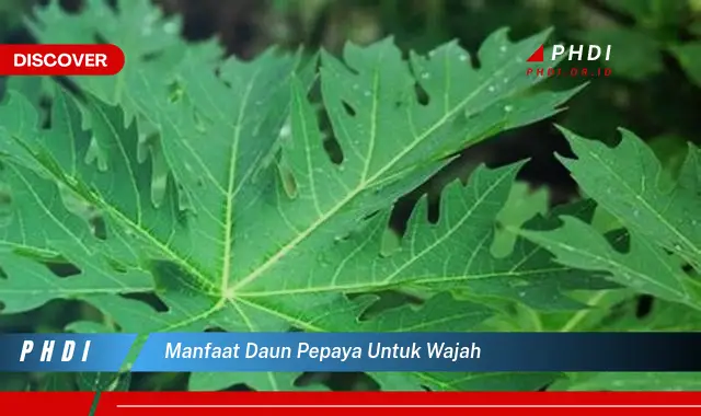 manfaat daun pepaya untuk wajah