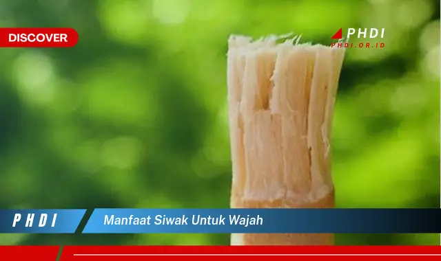 manfaat siwak untuk wajah