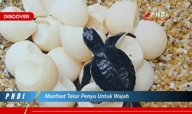 manfaat telur penyu untuk wajah