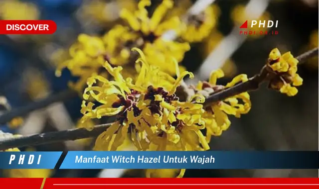 manfaat witch hazel untuk wajah