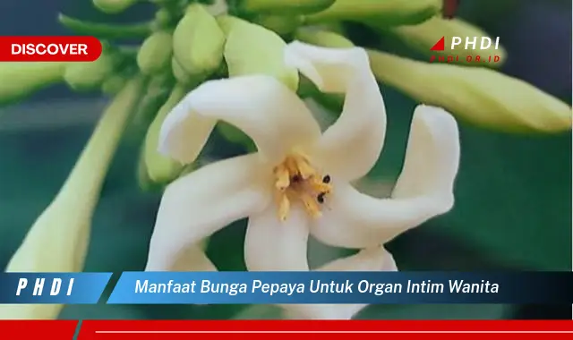 manfaat bunga pepaya untuk organ intim wanita