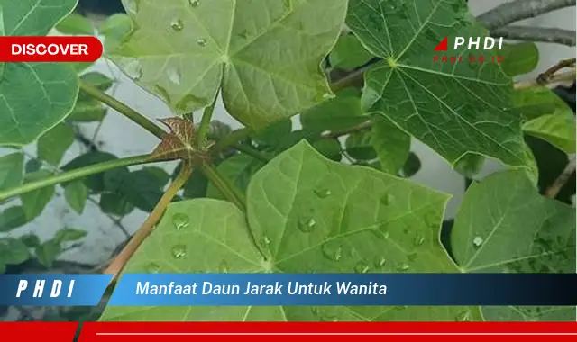 manfaat daun jarak untuk wanita