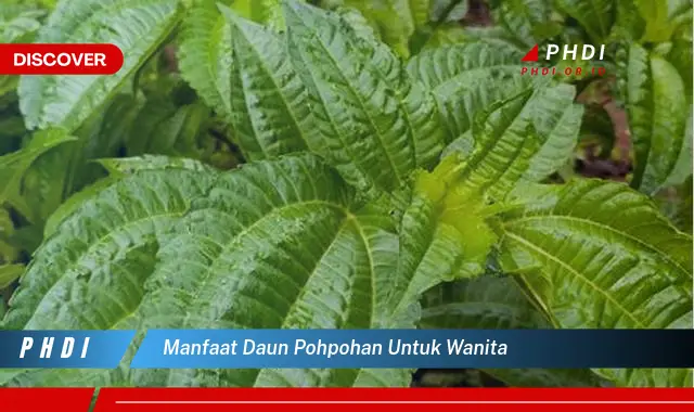 manfaat daun pohpohan untuk wanita