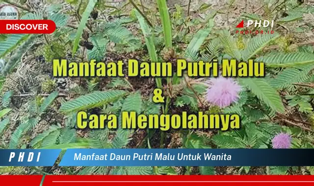 manfaat daun putri malu untuk wanita