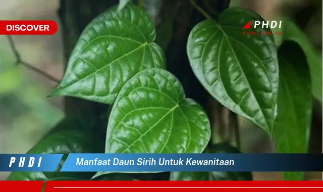 manfaat daun sirih untuk kewanitaan