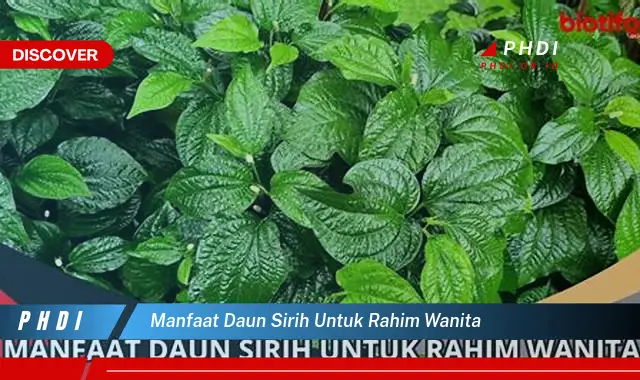 manfaat daun sirih untuk rahim wanita