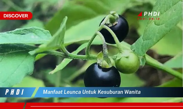 manfaat leunca untuk kesuburan wanita