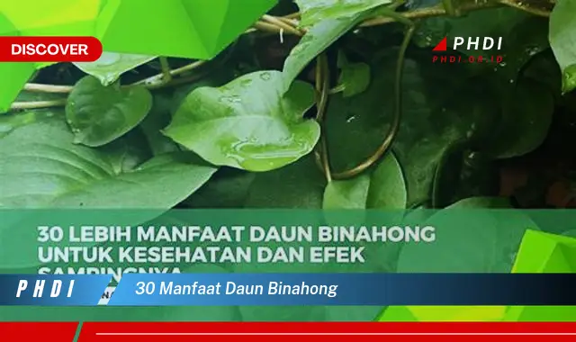 30 manfaat daun binahong