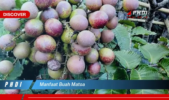 manfaat buah matoa