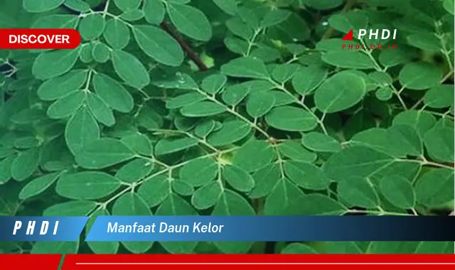 manfaat daun kelor