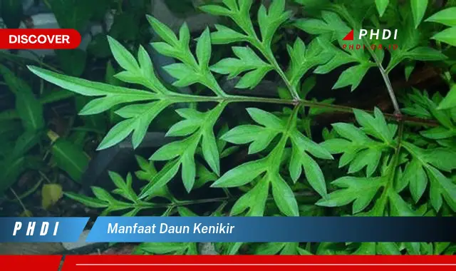 manfaat daun kenikir