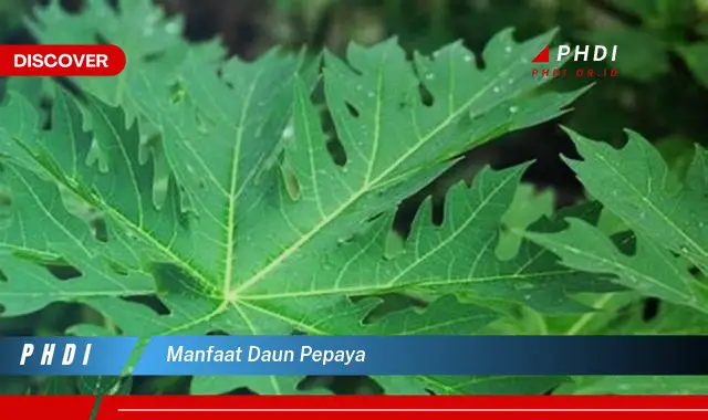 manfaat daun pepaya