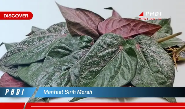 manfaat sirih merah